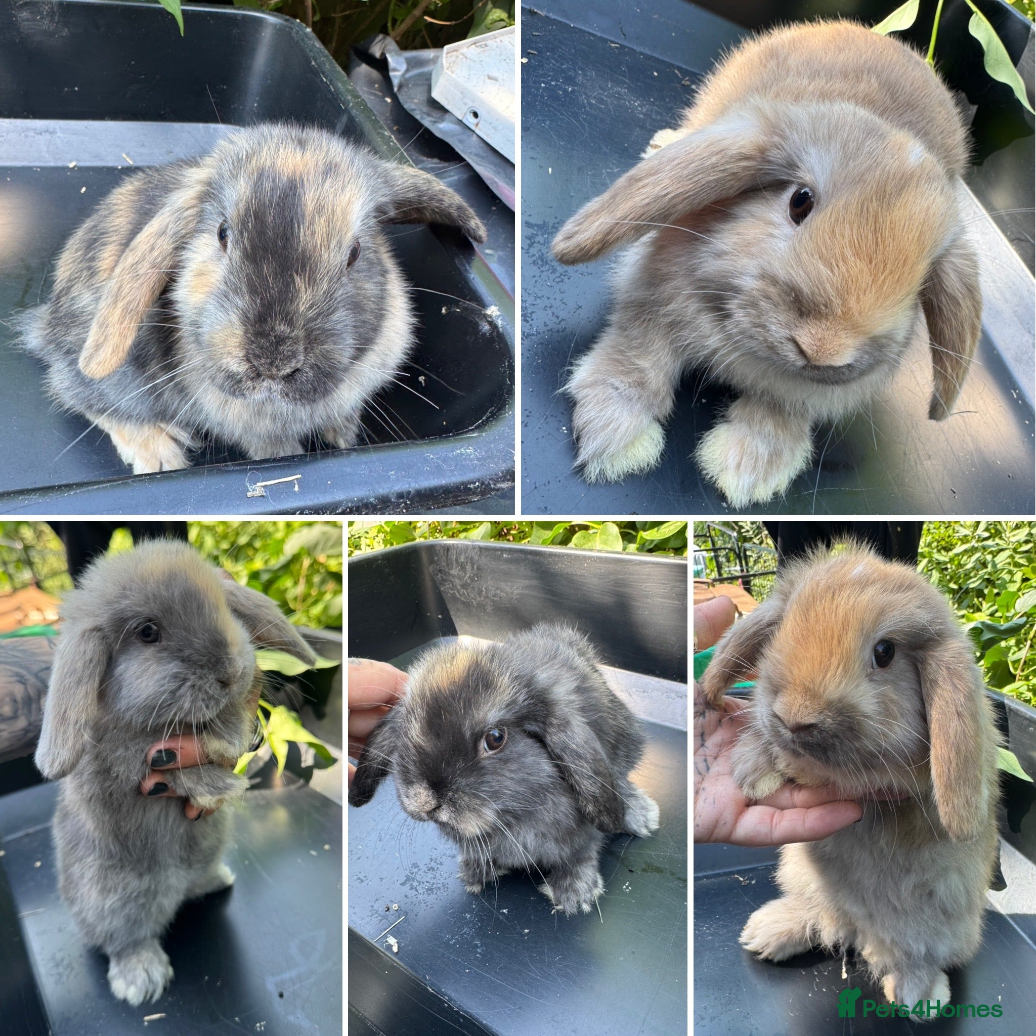 Harlequin rabbits Gorgeous harlequin mini lops - Advert 12