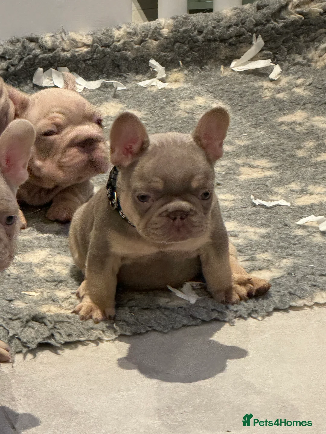 French Bulldog dogs for sale: High quality French bulldogs puppies  - Advert 19