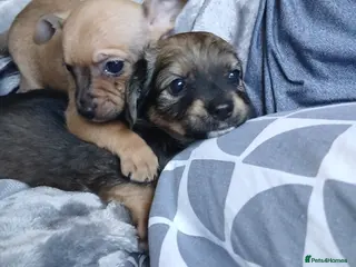 Chihuahua dogs 2 left adorable chihuahua pups - Advert 3