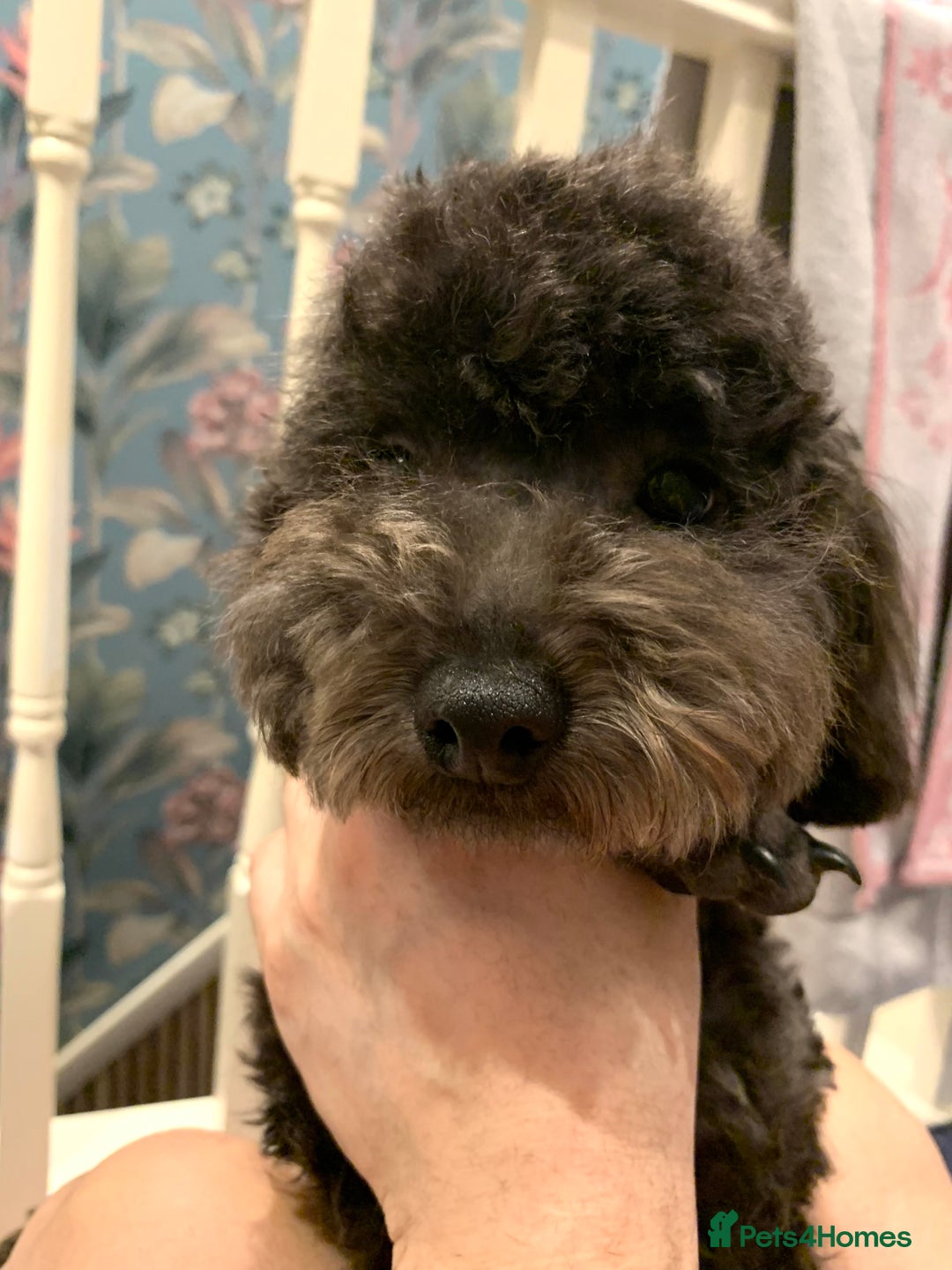 Toy Poodle dogs for sale: Asian Tiny Toy Poodle Boys (Light grey and Apricot in Romford - Image 11