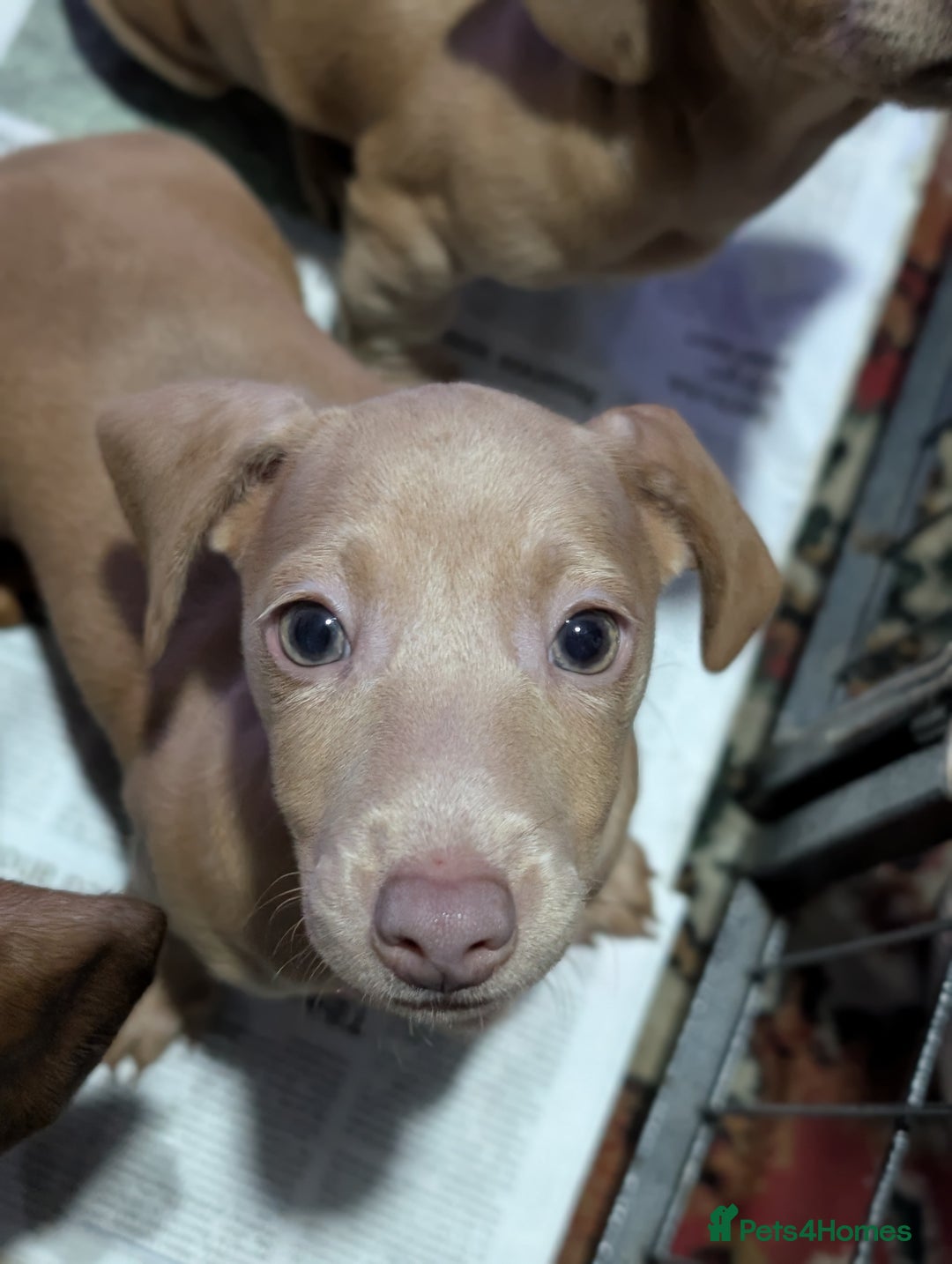 Dachshund dogs for sale: Daschund Puppies for sale - Ready Now *Reduced* - Image 3