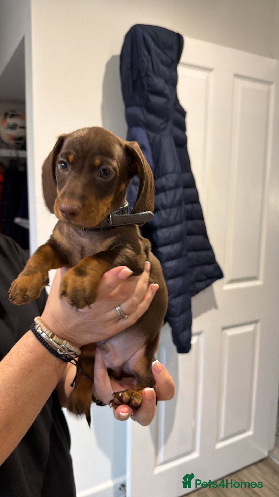 Miniature Dachshund dogs for sale: Male Miniature Dachshund Puppy - Image 3
