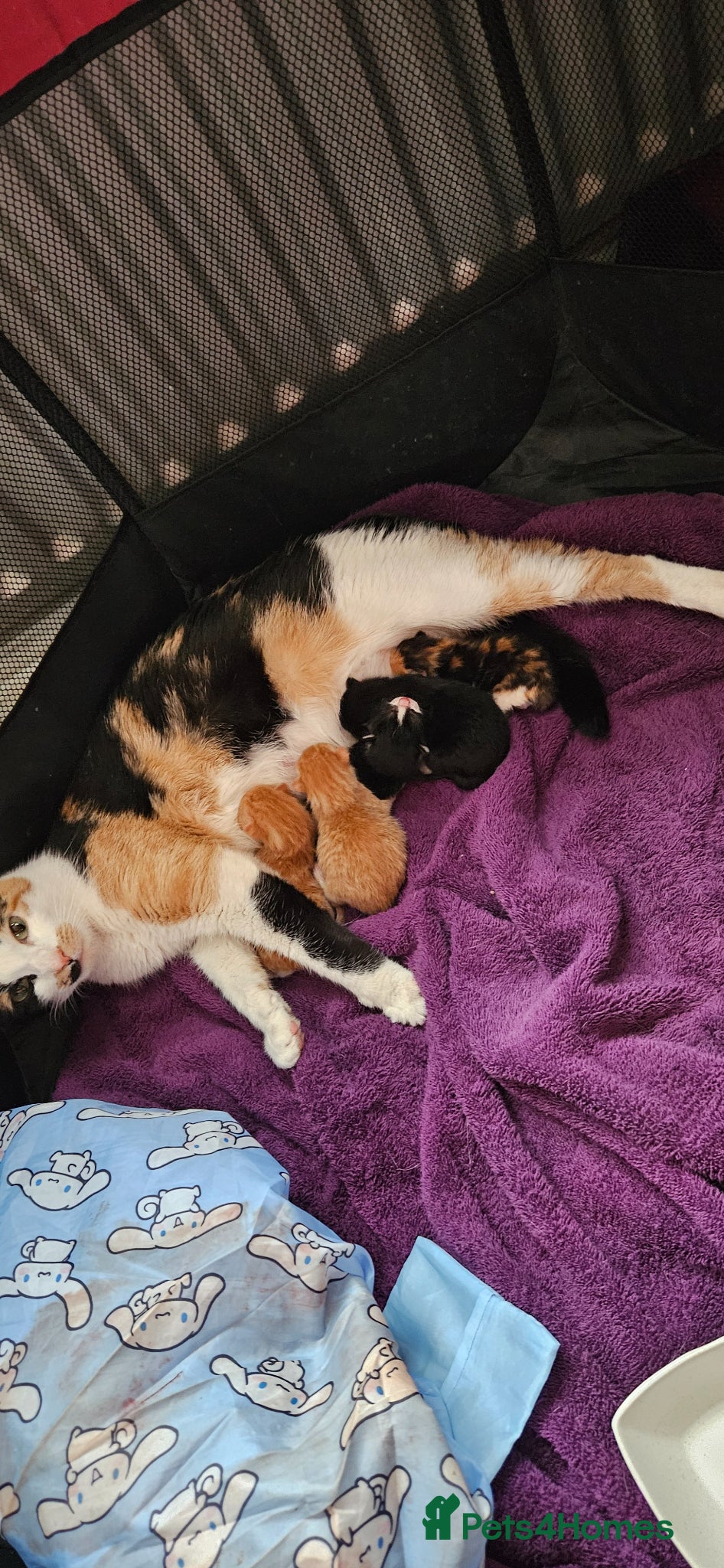 Mixed Breed cats Beautiful black and white boy  - Advert 1