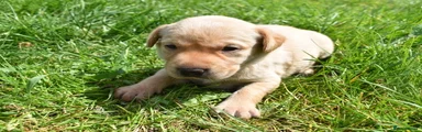 Labrador Retriever Puppy 4