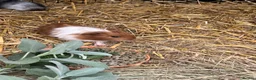 Guinea Pig rodents for sale: Guinea Pigs - Advert 5