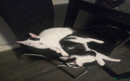 Mixed Breed cats for sale: Beautiful kitchens  in London - Image 6