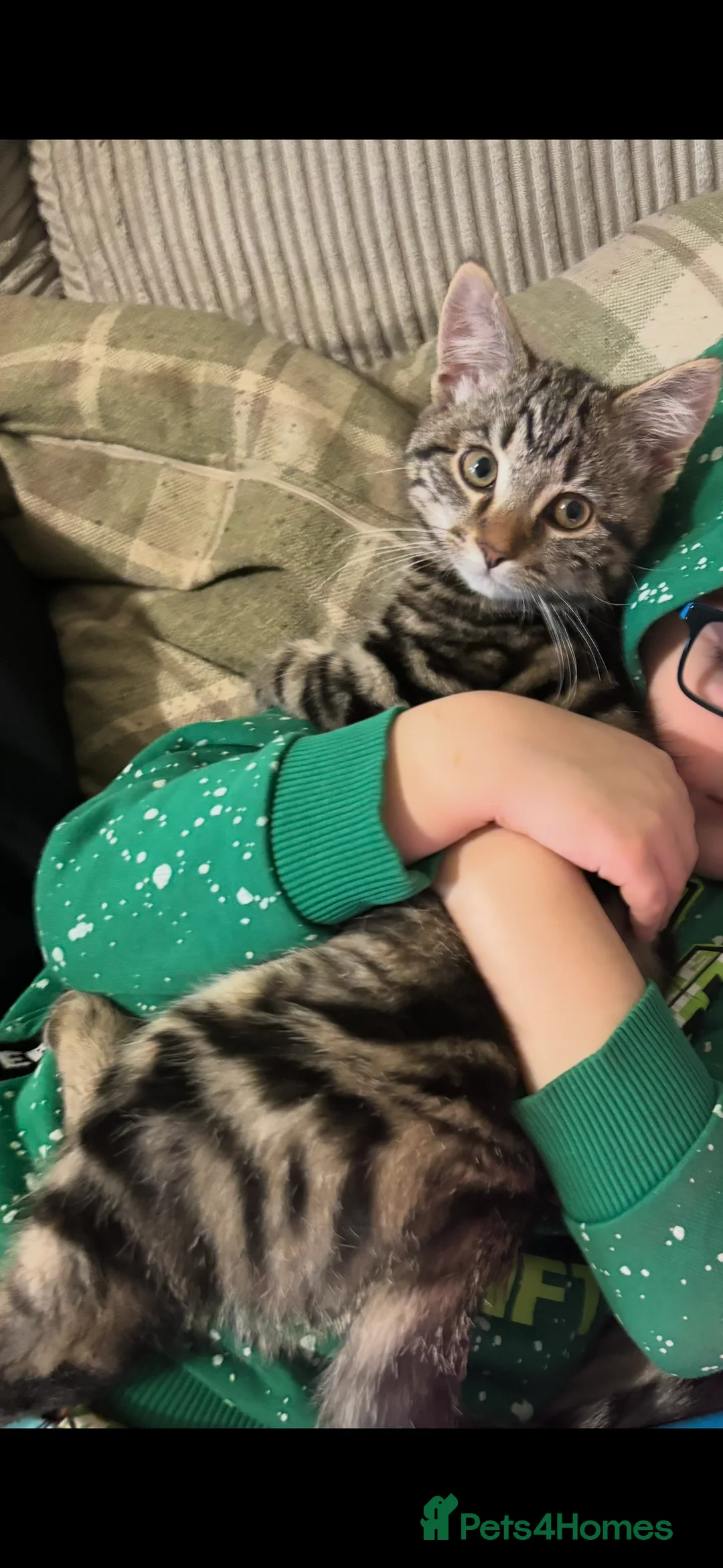 Mixed Breed cats for sale: Gorgeous 5 month old kitten in Kettering - Advert 3