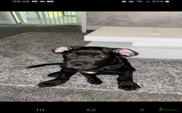 Cane Corso dogs for sale:  Gorgeous boy Cane corso  - Image 2