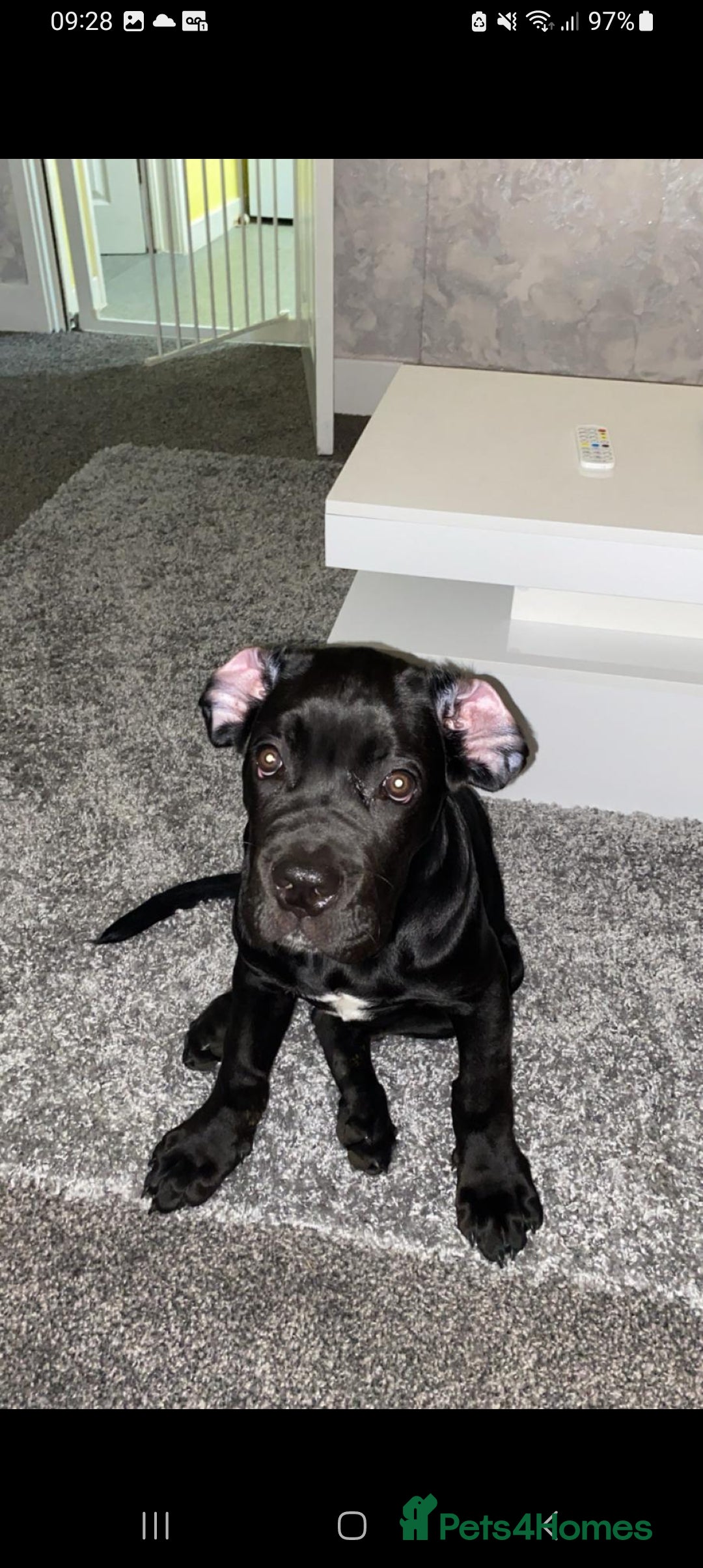 Cane Corso dogs for sale:  Gorgeous boy Cane corso  - Image 2