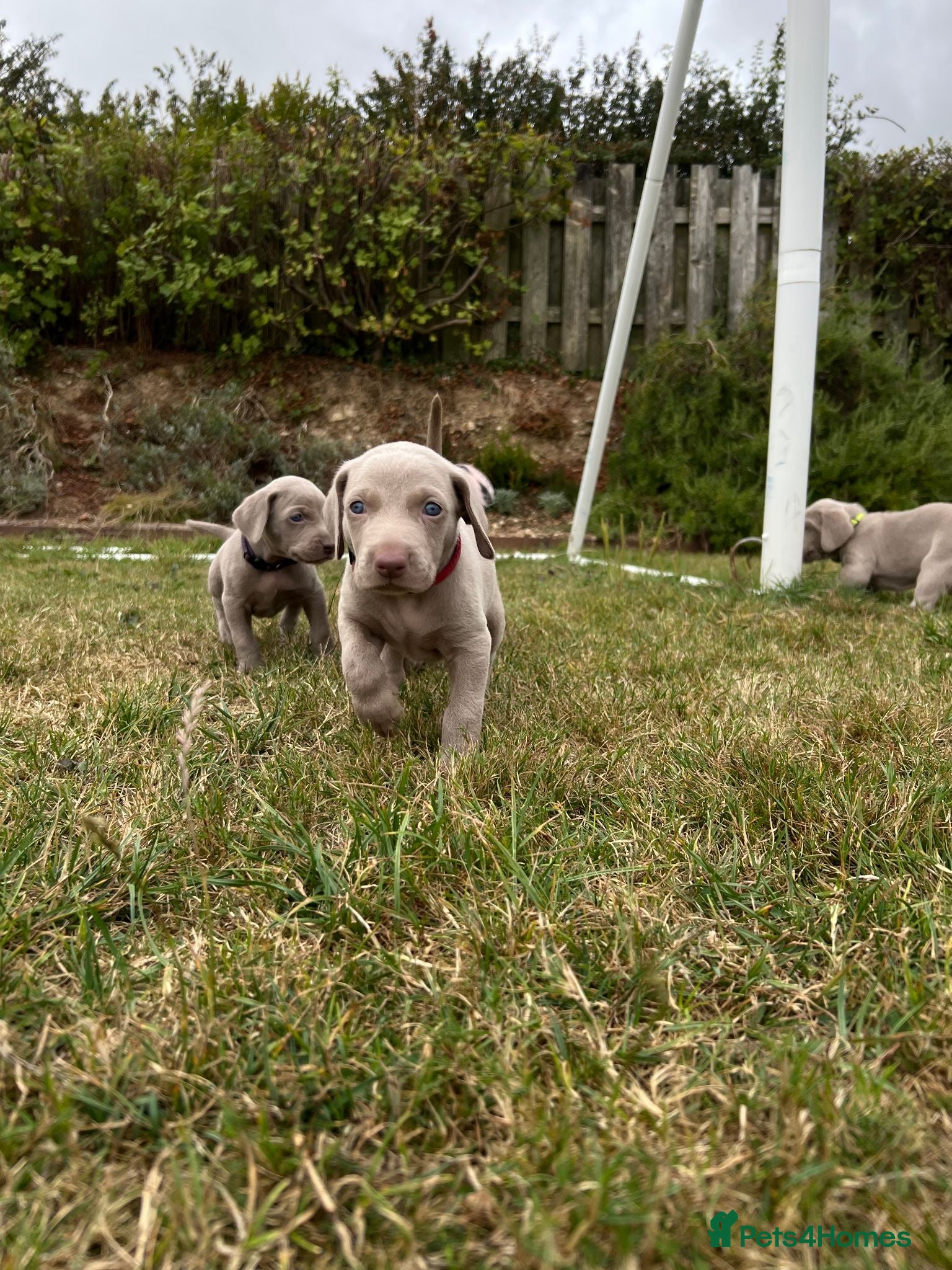 Weimaraner dogs Long & Short Haired Weimaraner KC reg - Advert 2
