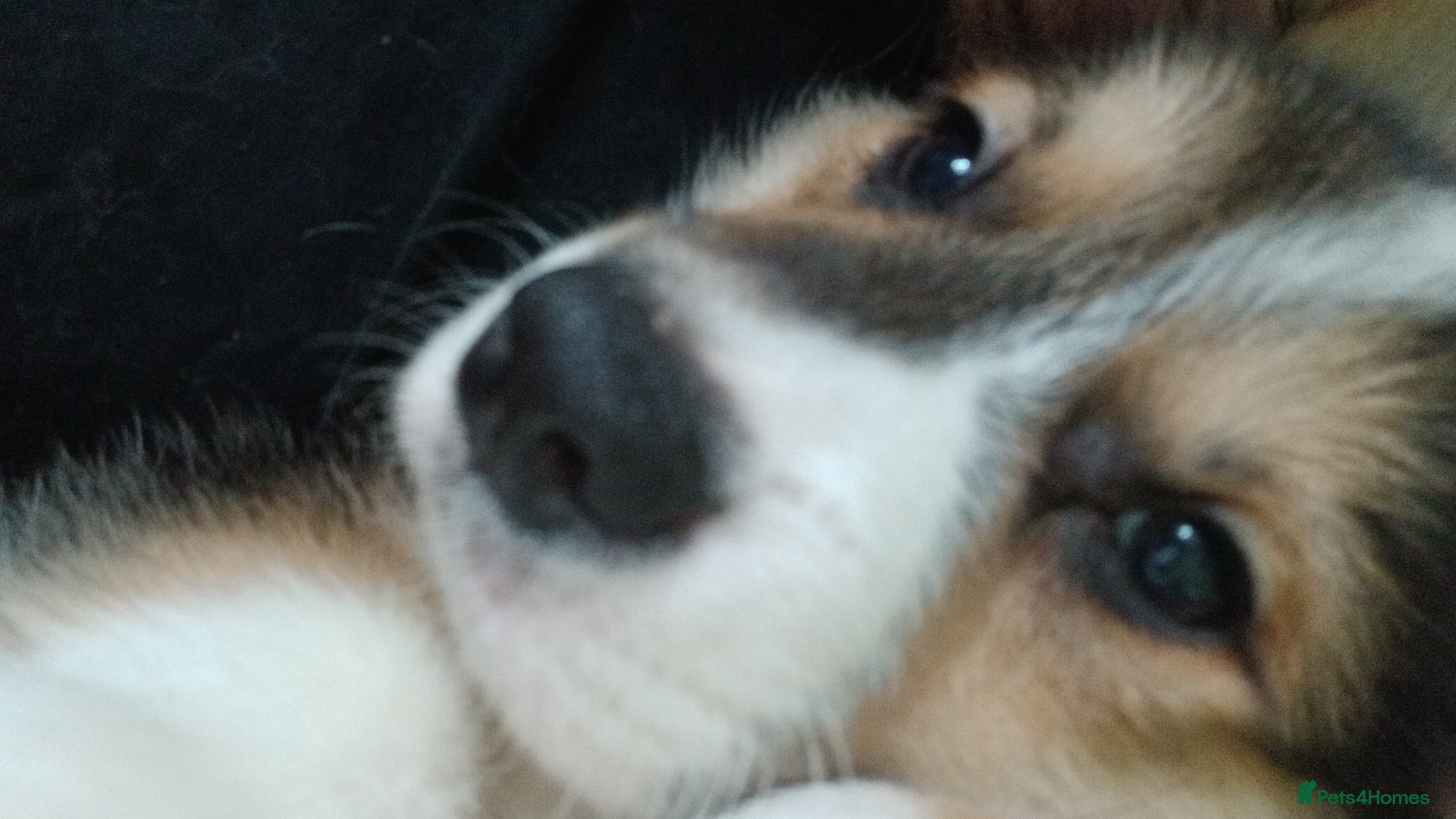 Welsh Corgi Pembroke dogs KC reg. boys vaccinated and ready to go. - Advert 12