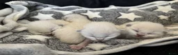 Ragdoll cats for sale: Blue point Ragdoll kittens  - Advert 5
