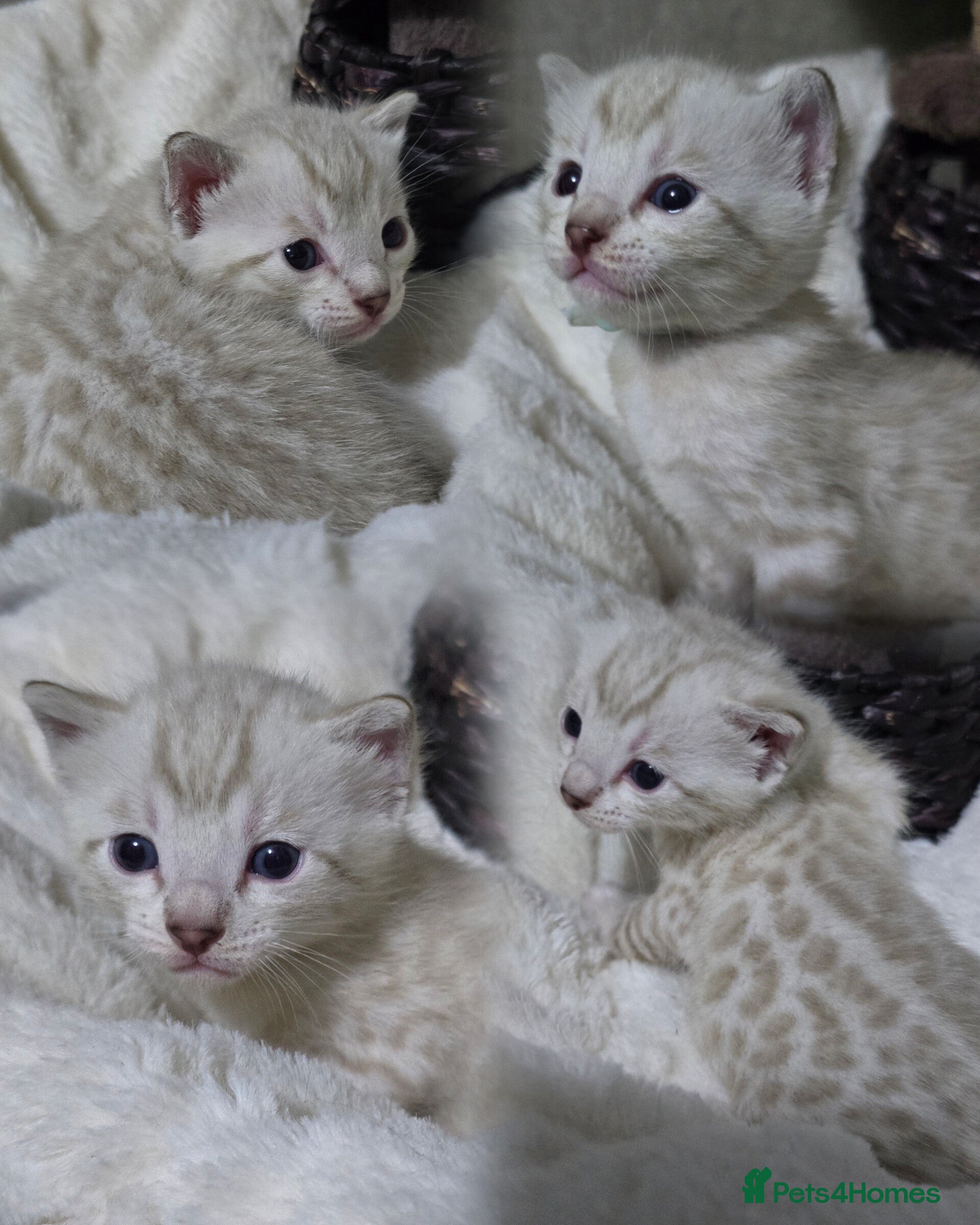 Bengal cats 🔥Outstanding Seal lynx and brown bengal kittens🔥 - Advert 11