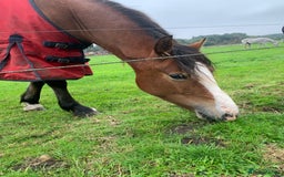 Riding pony horses for sale: Bay Filly “FIZZI” for reluctant sale - Image 3