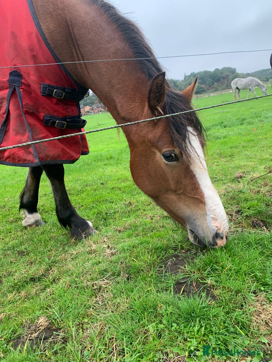 Riding pony horses for sale: Bay Filly “FIZZI” for reluctant sale - Image 3