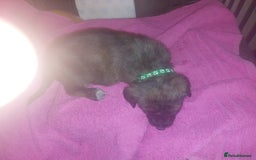 Mixed Breed dogs for sale: Gorgeous puppies  - Advert 12