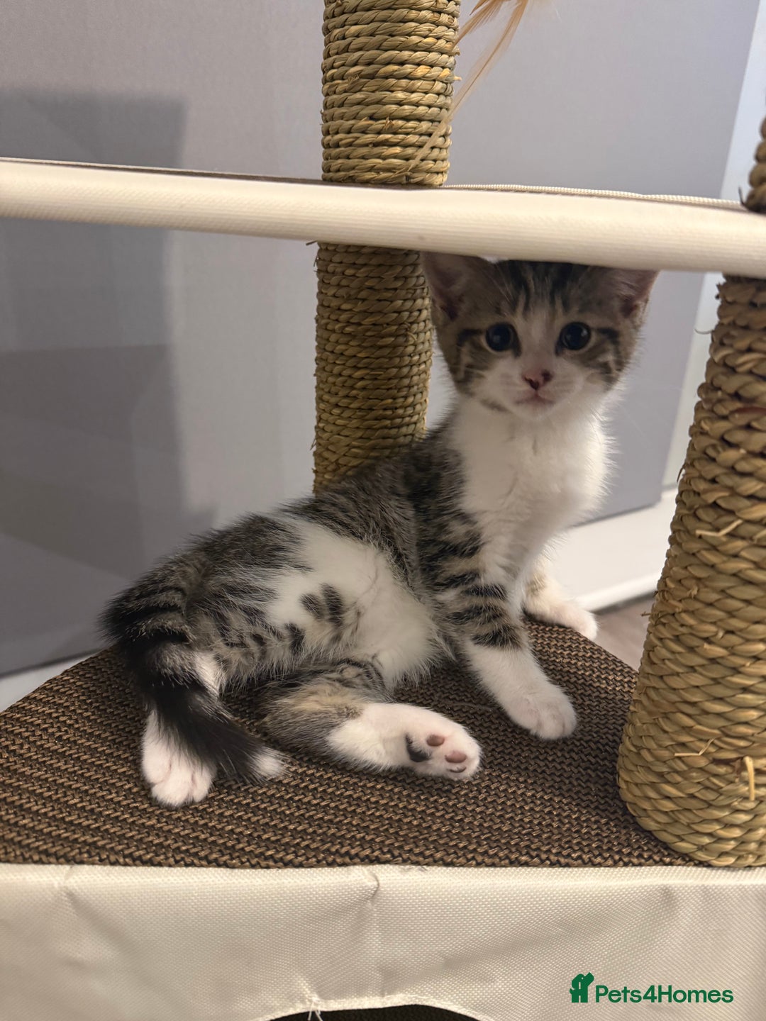 Mixed Breed cats for sale: Male kitten for sale  - Advert 6