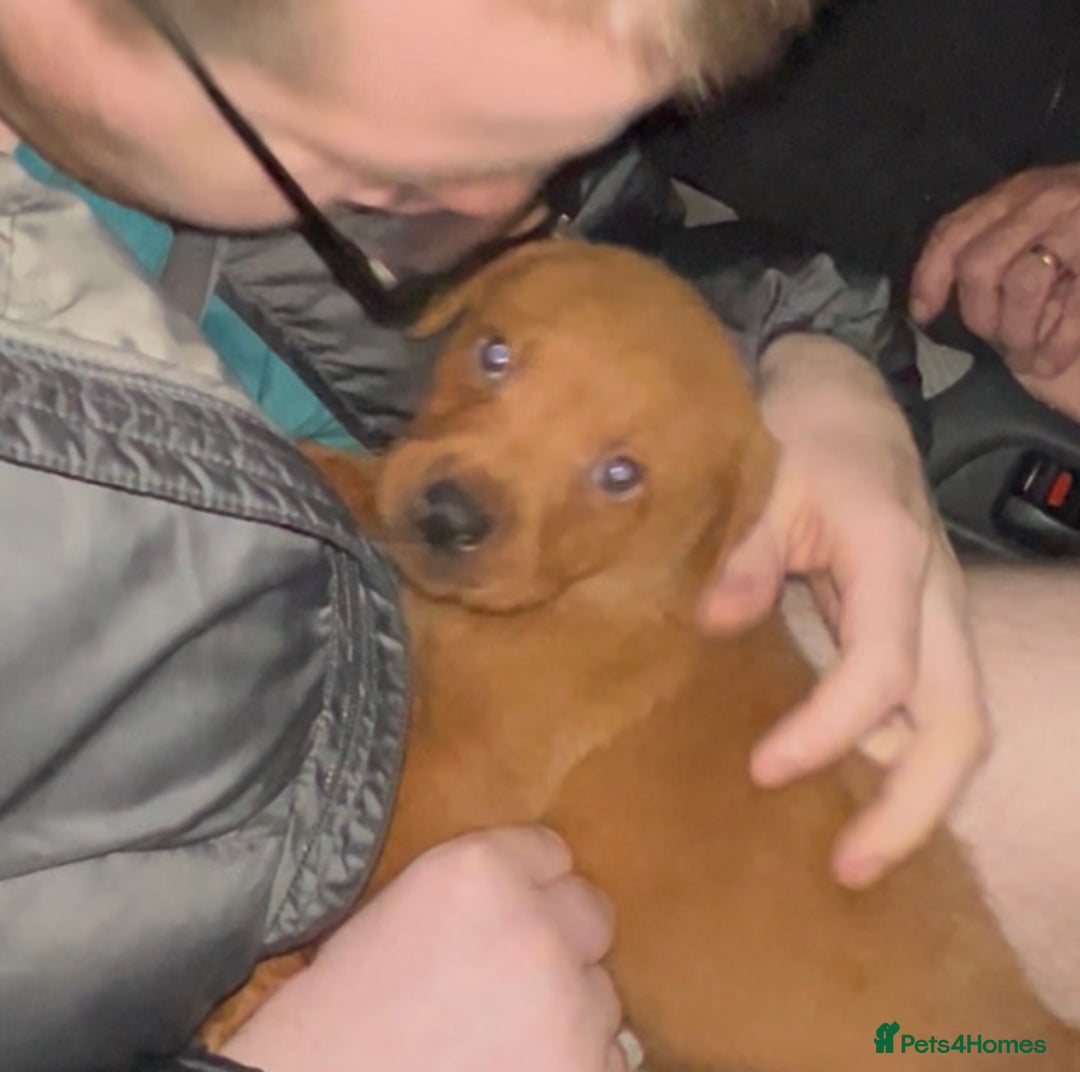 Labrador Retriever dogs for sale: Labrador Puppies - Advert 23