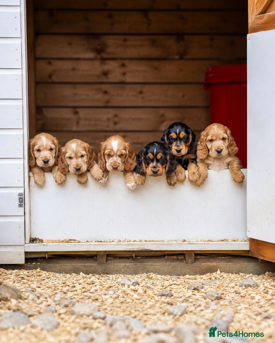 Cocker Spaniel dogs Stunning cocker pups kc reg ready now - Advert 1
