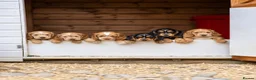 Cocker Spaniel dogs for sale: Stunning cocker pups kc reg ready now - Advert 1