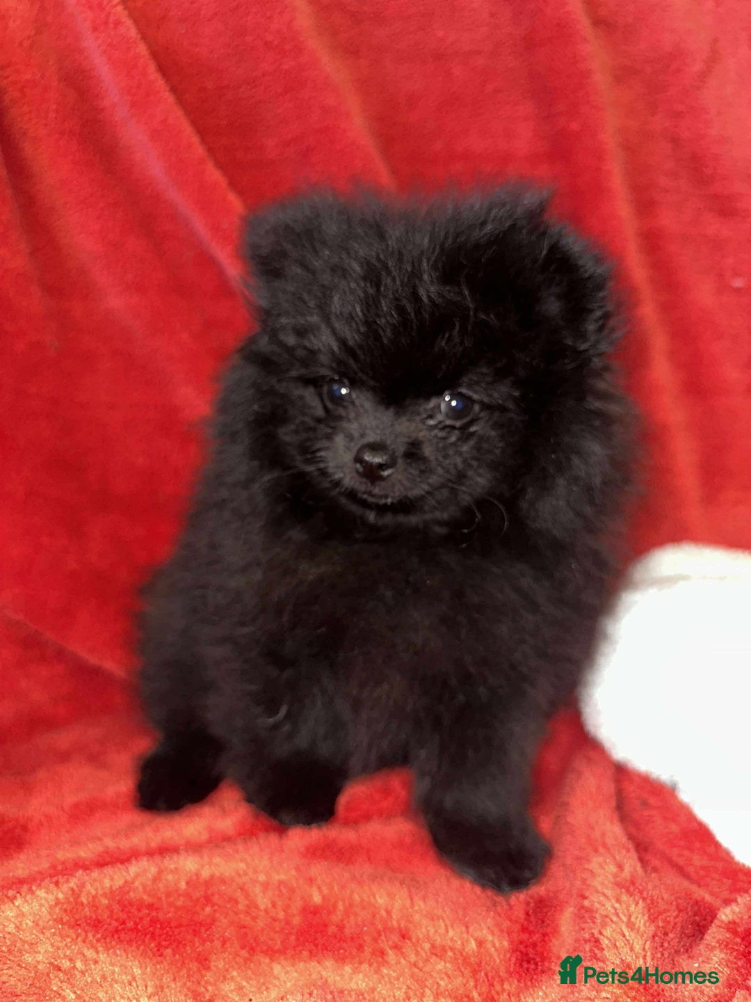 Pomeranian dogs for sale: Stunning KC reg Pomeranians  - Image 28
