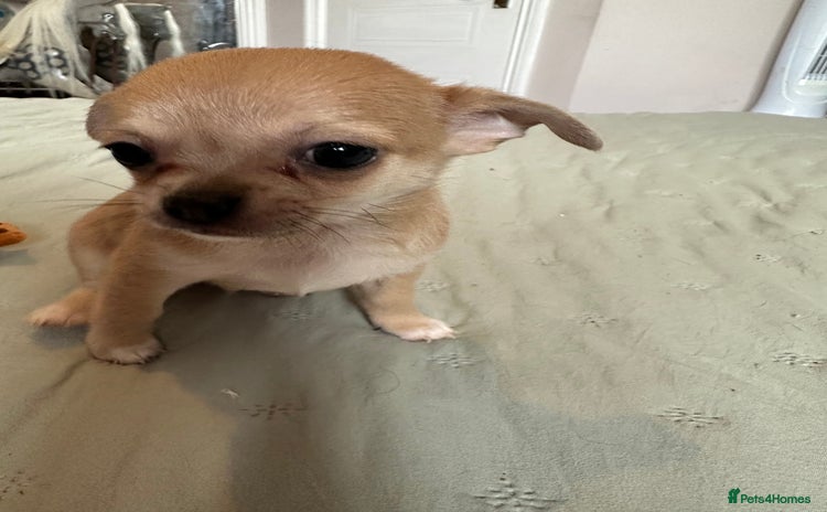 Chihuahua dogs - Advert 4