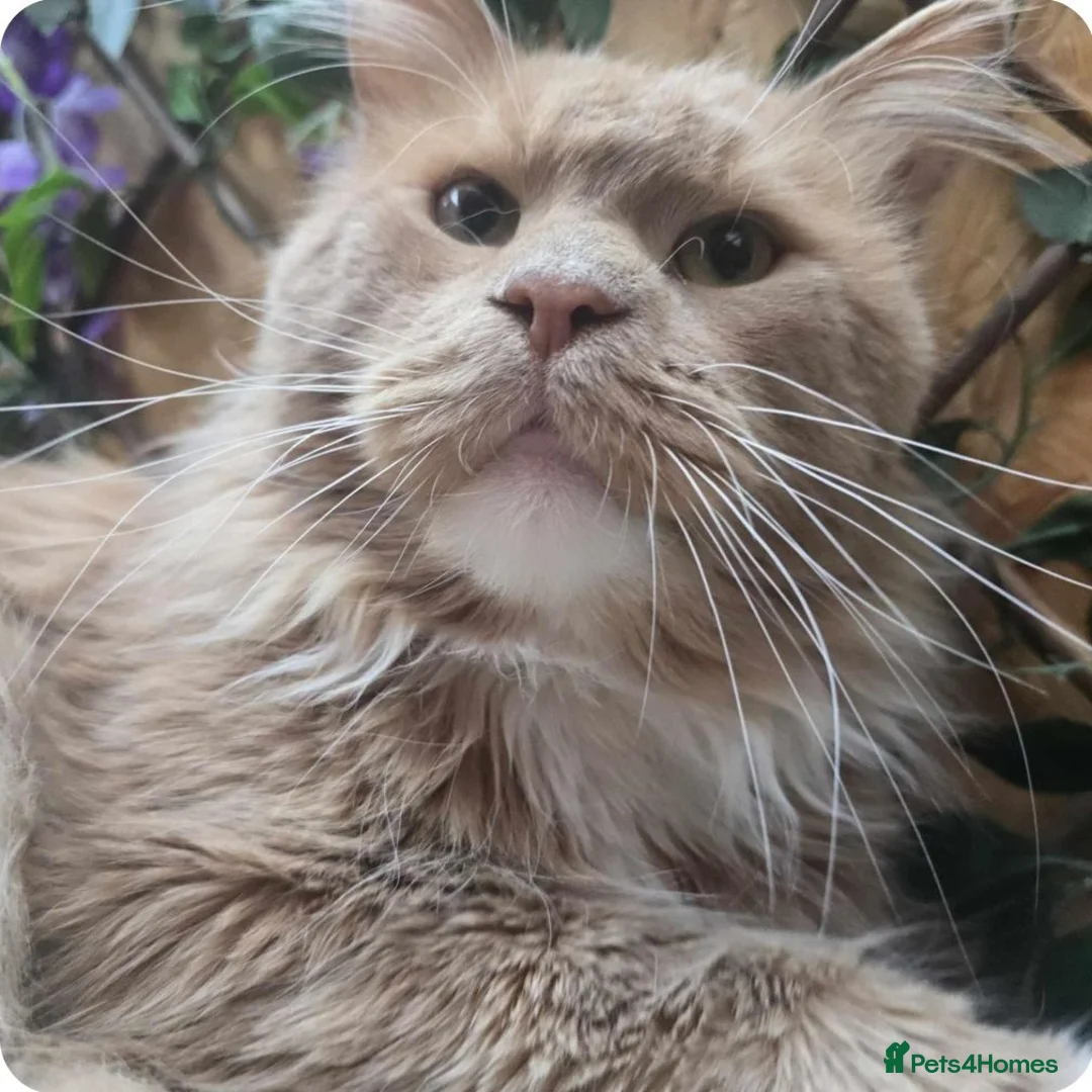 Maine Coon cats for sale: Dual registered maine coon for rehoming - Advert 1