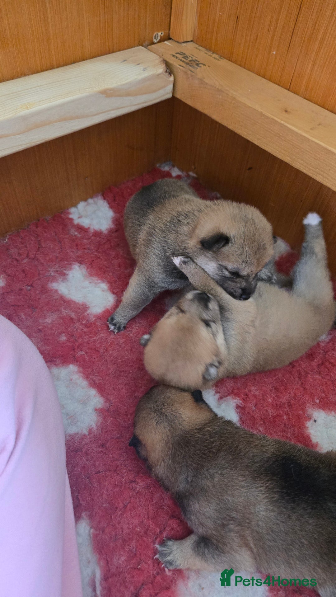 Japanese Shiba Inu dogs for sale: 4 Stunning sesame shibas pups ❤️ - Image 8