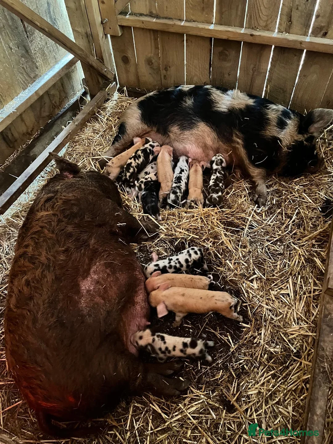 Pig livestock for sale: Kunekune piglets for sale  in Llanfyllin - Advert 1