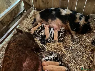 Pig livestock Kunekune piglets for sale in Llanfyllin - Advert 17