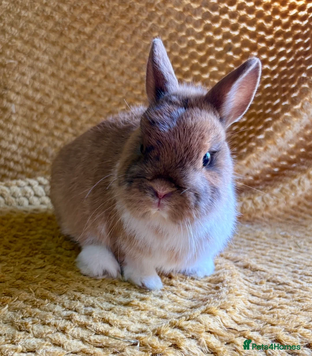 Netherland Dwarf rabbits for sale: Gorgeous Netherland dwarves  - Advert 1