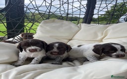 Sprocker dogs for sale: Sprocker Spaniel Puppies - Image 2