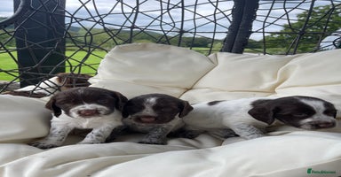 Sprocker dogs - Advert 12