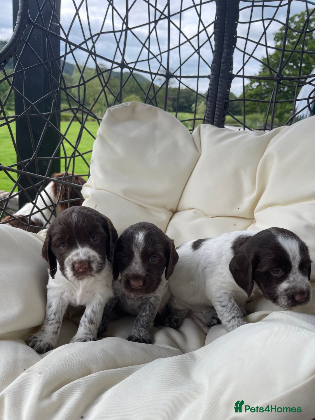Sprocker dogs for sale: Sprocker Spaniel Puppies - Image 2