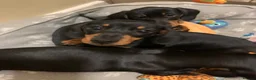 Miniature Dachshund dogs for sale: KC registered quality true miniature dachshunds  - Advert 7