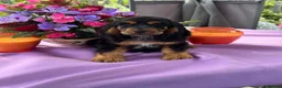 Cocker Spaniel dogs for sale: Kc reg dna tested boy show type cocker puppy - Advert 2