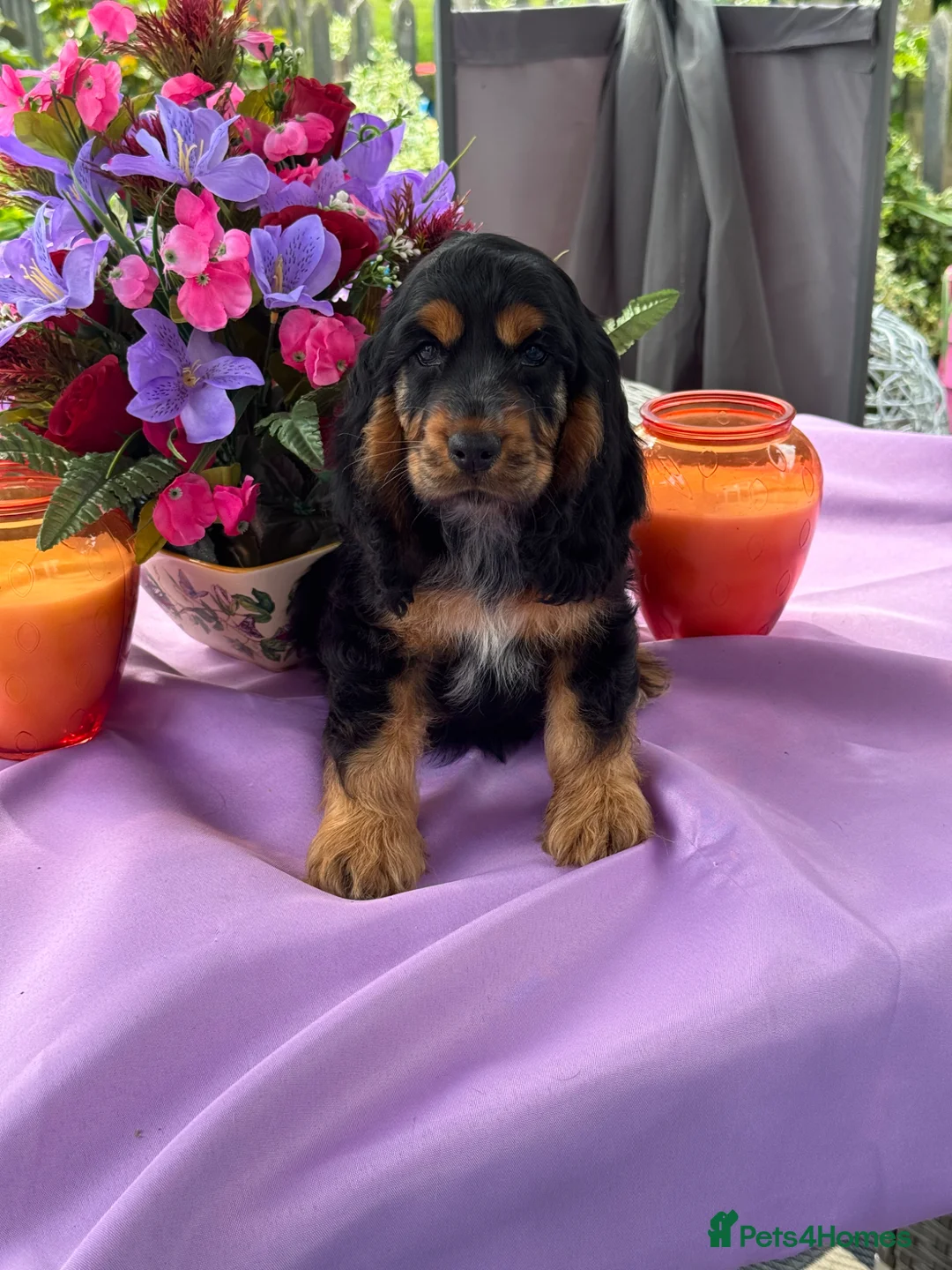 Cocker Spaniel dogs for sale: Kc reg dna tested boy show type cocker puppy - Advert 2