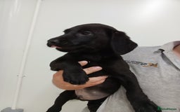 Labrador Retriever dogs for sale: Beautiful kc working Labradors - Image 4