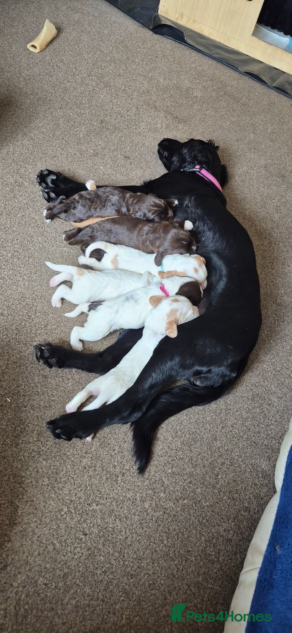 Sprocker dogs Sprocker spaniel puppies for sale - Advert 18