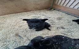 German Shepherd dogs for sale: German shepherd puppies  - Advert 14