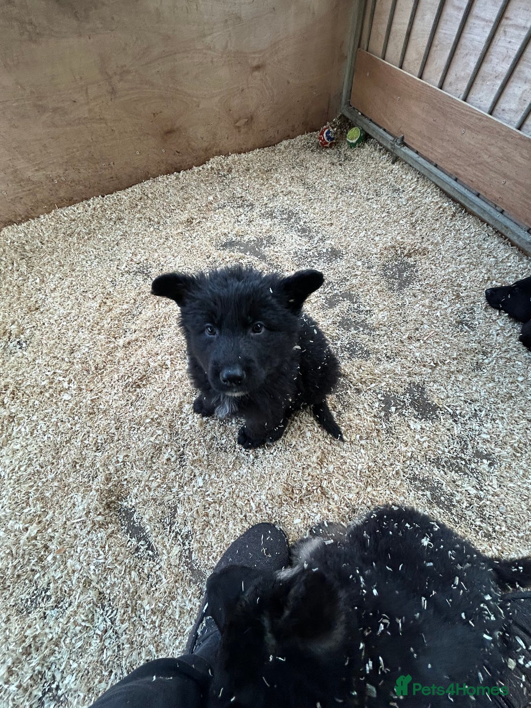 German Shepherd dogs for sale: German shepherd puppies  - Advert 14