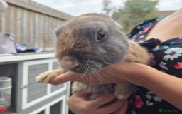 Mixed Breed rabbits for sale: Rabbit, male, 3yrs, with double hutch - Image 17