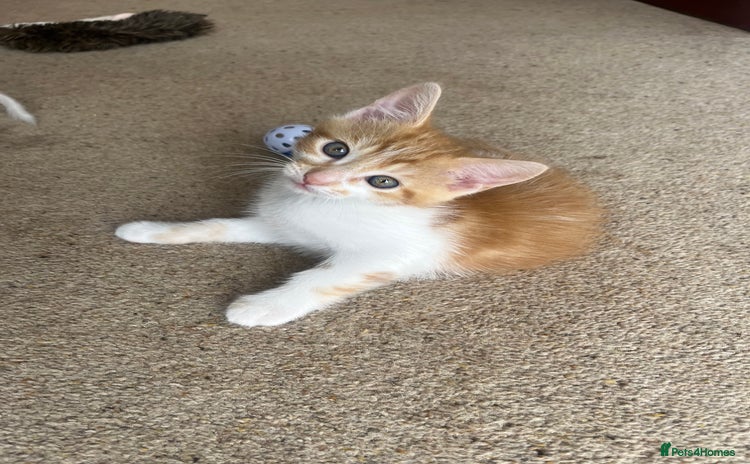 Mixed Breed cats - Advert 7