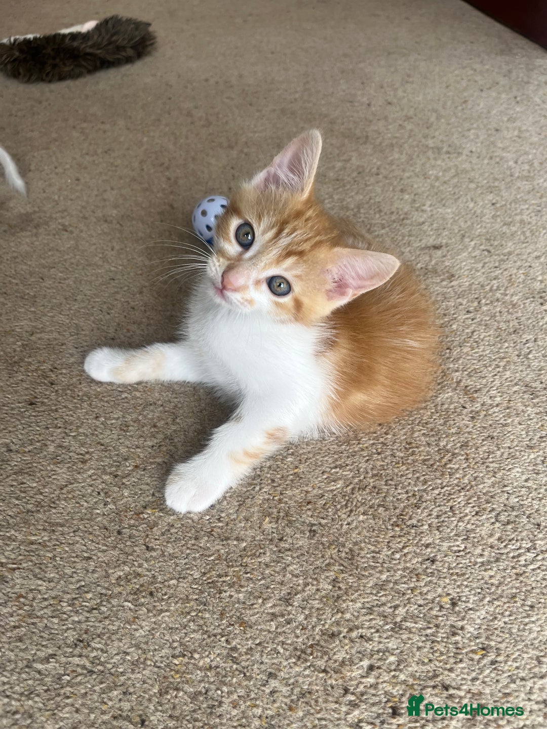 Mixed Breed cats for sale: Lovely friendly kittens - Image 1