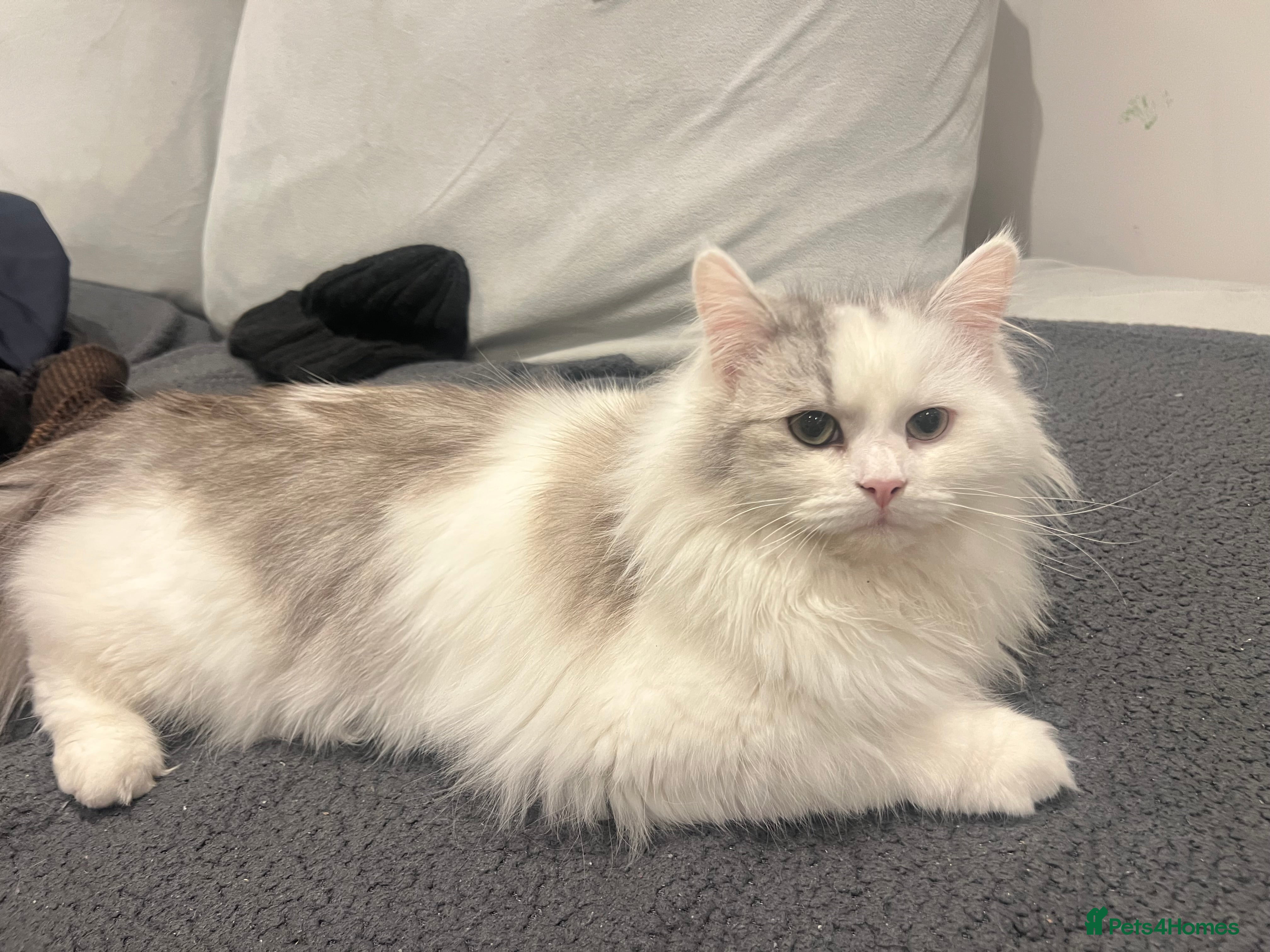 Ragdoll cats Ragdoll male 9 months old  - Advert 2