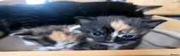 Mixed Breed cats for sale: Kittens - Advert 8
