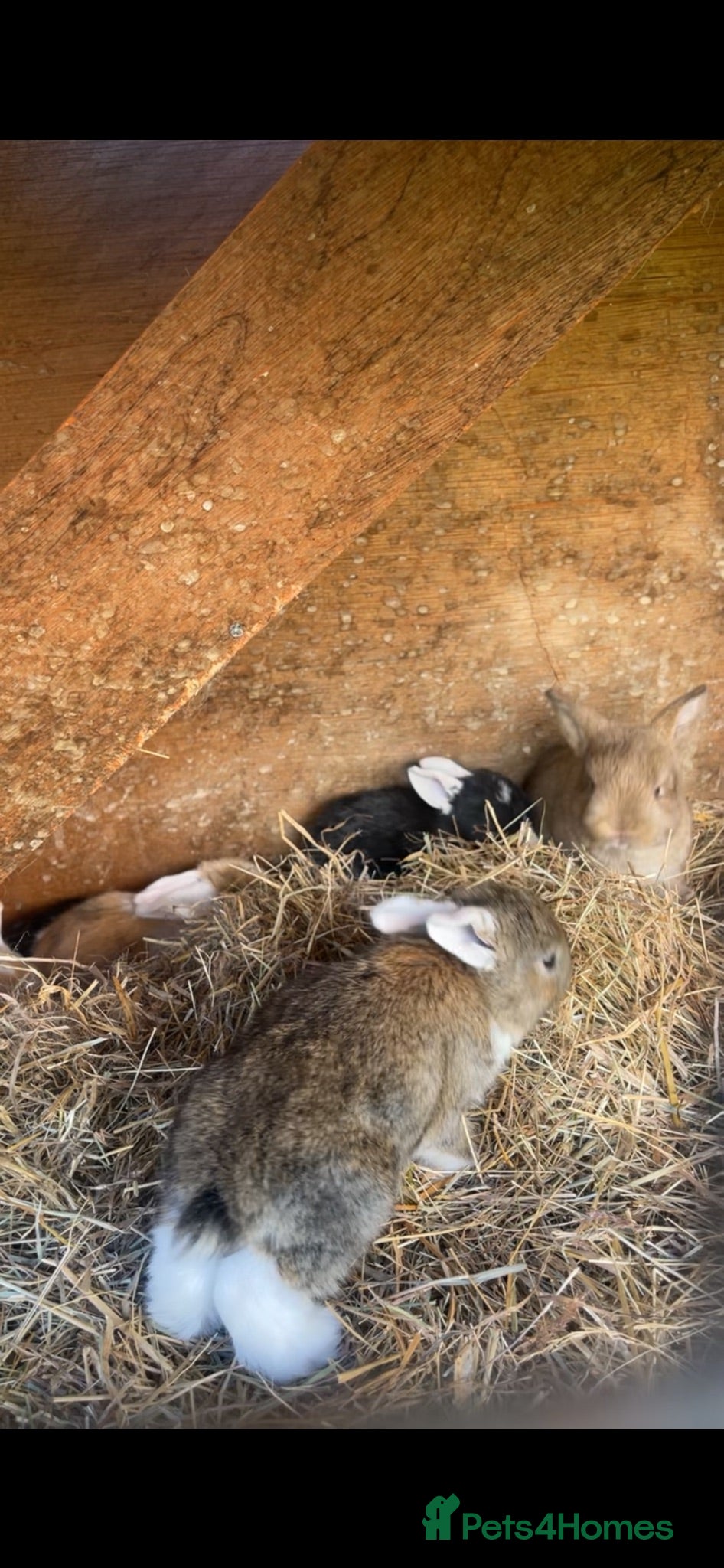 Dutch rabbits Baby bunnies for sale! - Advert 1
