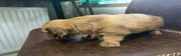 Miniature Dachshund dogs for sale: Exceptional KC Registered Miniature Dachshunds  - Advert 16