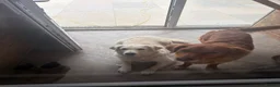 Golden Retriever dogs for sale: White golden puppy’s  - Advert 5