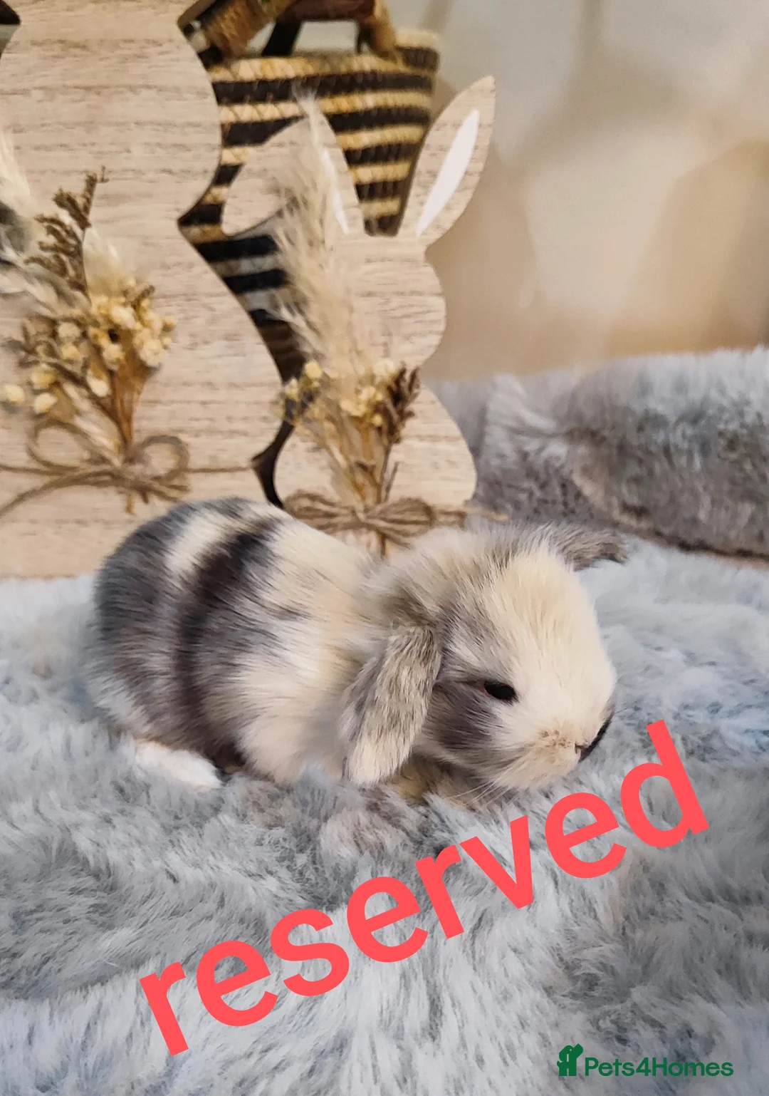 Mini Lop rabbits for sale: Beautiful mini lop x mini lop lion head  - Advert 2